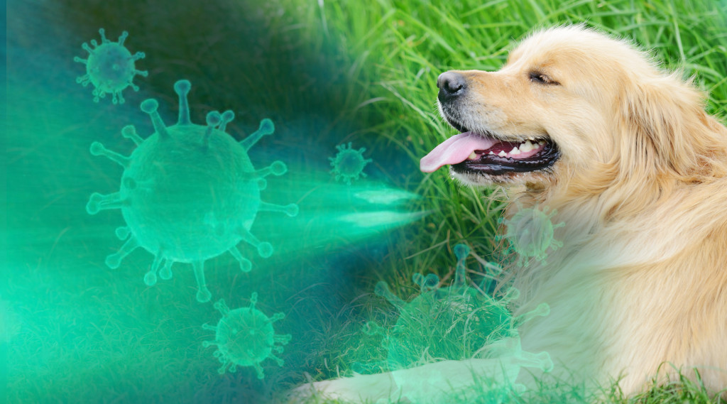 coronavirus-dog